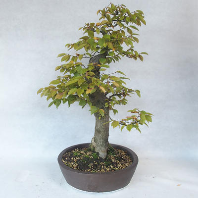 Bonsai im Freien - Hainbuche - Carpinus betulus - 4