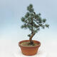 Bonsai im Freien - Pinus parviflora - kleine Kiefer - 4/4