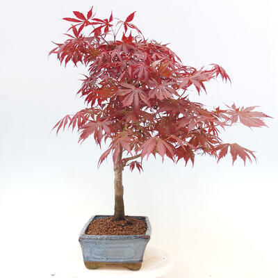 Bonsai im Freien - Acer-Palme. Atropurpureum-Palmblatt-Ahorn - 4