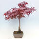 Bonsai im Freien - Acer palmatum Atropurpureum - Roter Palmahorn - 4/7