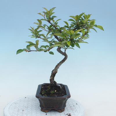 Bonsai im Freien - Malus sp. - Kleinfruchtiger Apfelbaum - 4