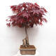 Bonsai im Freien - Acer palmatum Atropurpureum - Roter Palmahorn - 4/7