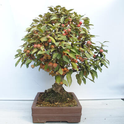 Outdoor-Bonsai -Malus Halliana - fruited Apfel - 4