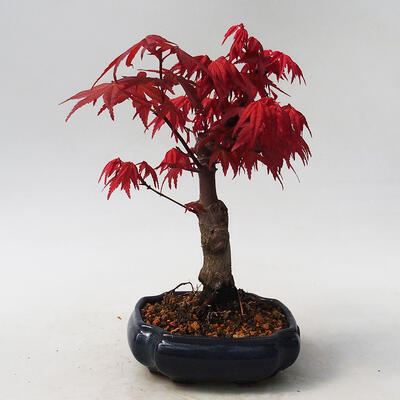 Bonsai im Freien - Maple palmatum DESHOJO - Japanischer Ahorn - 4