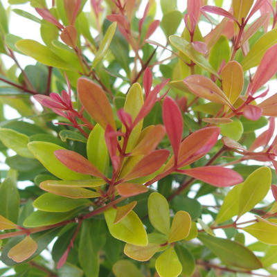 Zimmer Bonsai Syzygium -Pimentovník - 4