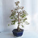 Zimmer Bonsai - Australische Kirsche - Eugenia uniflora - 4/5