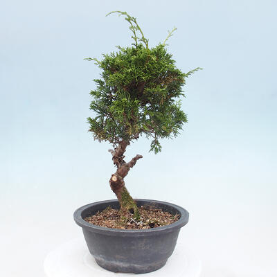 Outdoor bonsai - Juniperus chinensis Itoigawa - Chinese juniper - 4