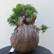 Outdoor-Bonsai - Juniperus chinensis Itoigawa - Chinesischer Wacholder - 4/4