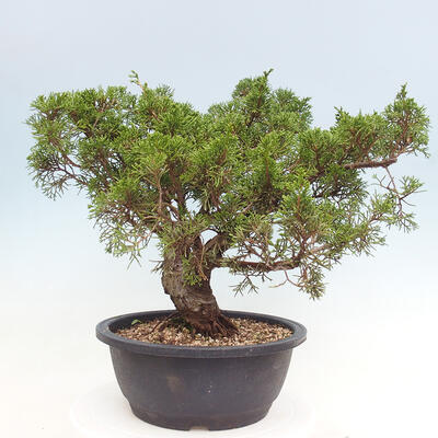 Outdoor bonsai - Juniperus chinensis Itoigawa - Chinese juniper - 4