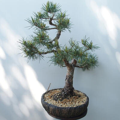 Outdoor-Bonsai - Pinus sylvestris Watereri - Waldkiefer - 4