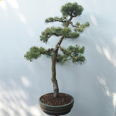 Outdoor-Bonsai - Pinus sylvestris Watereri - Waldkiefer - 4