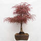 Bonsai im Freien - Acer palmatum RED PYGMY - 4/6