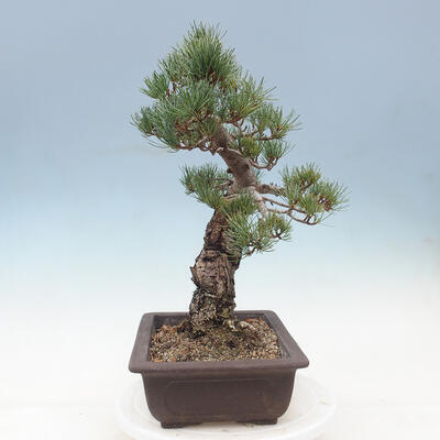 Bonsai im Freien - Pinus parviflora - kleinblütige Kiefer - 4