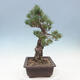 Bonsai im Freien - Pinus parviflora - kleinblütige Kiefer - 4/4