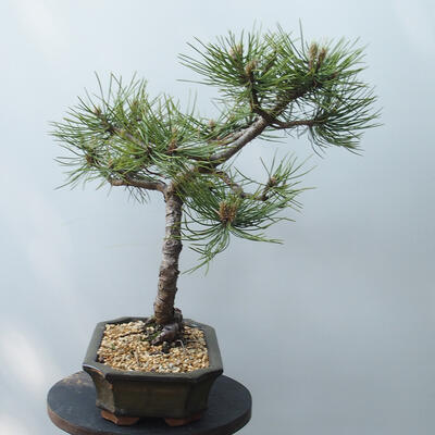 Outdoor-Bonsai - Pinus Nigra - Schwarzkiefer - 4
