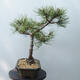 Outdoor-Bonsai - Pinus Nigra - Schwarzkiefer - 4/5