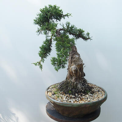 Outdoor-Bonsai - Juniperus chinensis - Chinesischer Wacholder - 4
