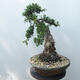 Outdoor-Bonsai - Juniperus chinensis - Chinesischer Wacholder - 4/5