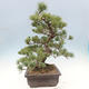 Bonsai im Freien - Pinus parviflora - kleinblütige Kiefer - 4/5