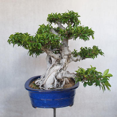 Zimmerbonsai - Ficus kimmen - kleiner Ficus - 4