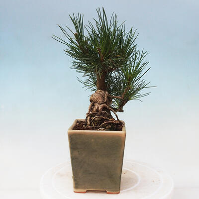 Bonsai im Freien - Pinus thunbergii - Thunbergia-Kiefer - 4