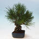 Bonsai im Freien - Pinus thunbergii - Thunbergia-Kiefer - 4/5