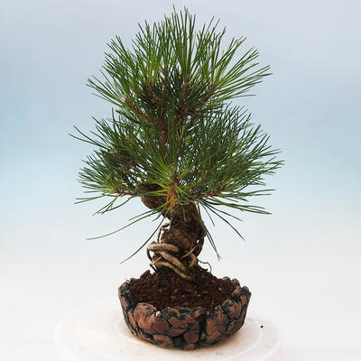 Bonsai im Freien - Pinus thunbergii - Thunbergia-Kiefer - 4