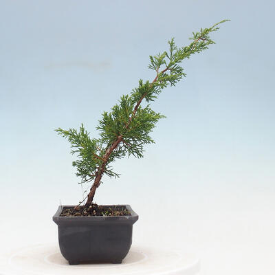 Outdoor-Bonsai - Juniperus chinensis Itoigawa-Chinesischer Wacholder - 4