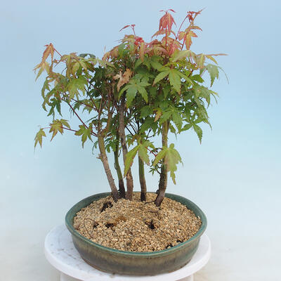 Acer palmatum - Ahorn - Hain - 4
