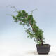 Outdoor-Bonsai - Juniperus chinensis Itoigawa-Chinesischer Wacholder - 4/4