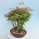 Acer palmatum - Ahorn - Hain - 4/4