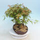 Acer palmatum - Ahorn - Hain - 4/4