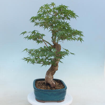 Acer palmatum - Palmahorn - 4