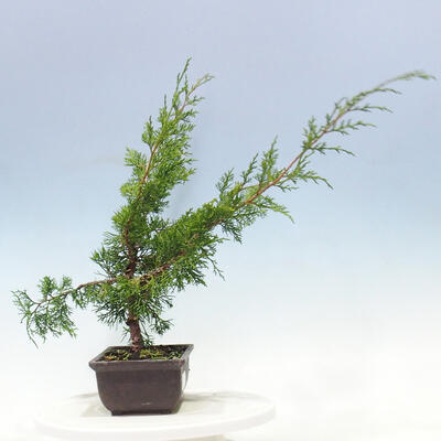 Outdoor-Bonsai - Juniperus chinensis Itoigawa-Chinesischer Wacholder - 4