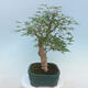 Acer palmatum - Palmahorn - 4/5