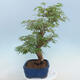 Acer palmatum - Palmahorn - 4/5