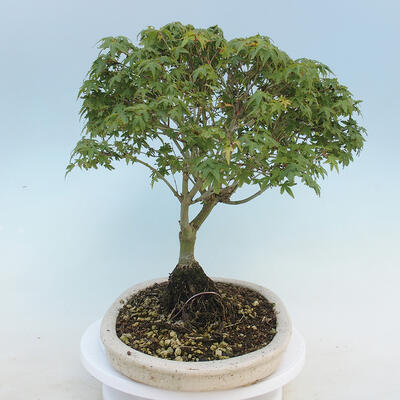 Acer palmatum KIOHIME - Palm-Ahorn - 4