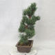 Bonsai im Freien - Pinus parviflora - kleinblumige Kiefer - 4/5
