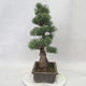 Bonsai im Freien - Pinus parviflora - kleinblumige Kiefer - 4/4