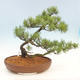 Bonsai im Freien - Pinus Mugo - kniende Kiefer - 4/4