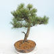 Bonsai im Freien - Pinus Mugo - kniende Kiefer - 4/5