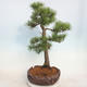 Bonsai im Freien - Pinus sylvestris - Waldkiefer - 4/5