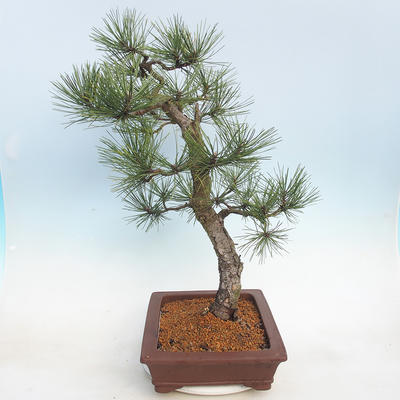 Bonsai im Freien - Pinus Nigra - Schwarzkiefer - 4