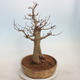 Acer campestre - Baby Ahorn - 4/5
