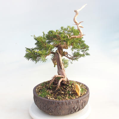 Bonsai im Freien - Juniperus chinensis Itoigawa - chinesischer Wacholder - 4