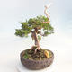 Bonsai im Freien - Juniperus chinensis Itoigawa - chinesischer Wacholder - 4/6
