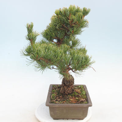 Bonsai im Freien - Pinus parviflora - kleinblumige Kiefer - 4