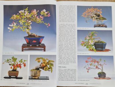 Bonsai und japanische Gärten Nr.69 - 4