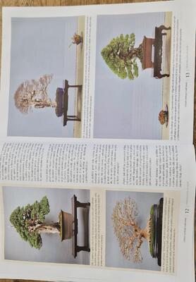Bonsai und japanische Gärten Nr.72 - 4