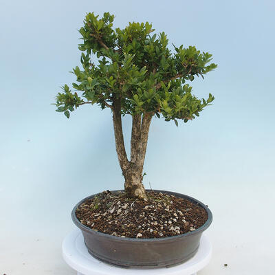 Outdoor-Bonsai - Buxus microphylla - Buchsbaum - 4